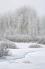 Wyoming, Grand Teton NP, Jackson. Fog, snow, and frosty aspen trees at Oxbow Bend Art Print